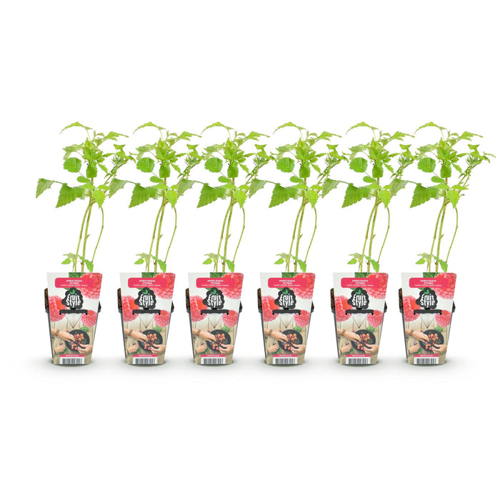 Framboos - Rubus idaeus Heritage - Winterhard - 6 Planten - Pot 9 cm - Rode Framboos