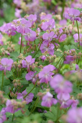 Geranium cantabrigiense 'Cambridge' - Ooievaarsbek - ↕10-25cm - Ø9cm - 48x