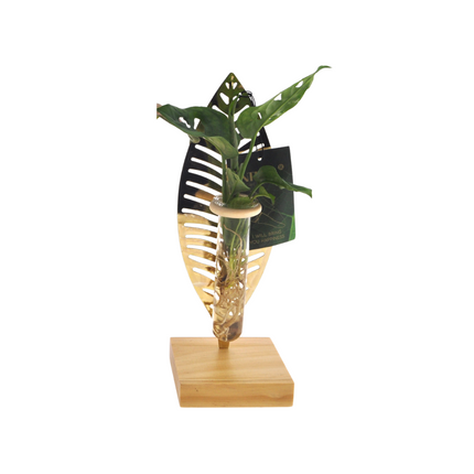 Moederdag planten Mix in Verona Glas - ↕10cm - Ø7cm