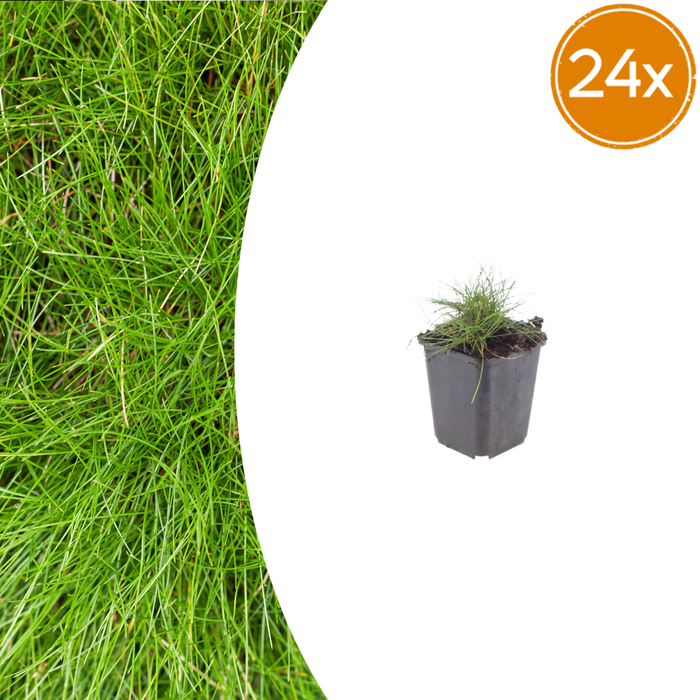 24x Festuca gautieri - ↕10-25cm - Ø9cm