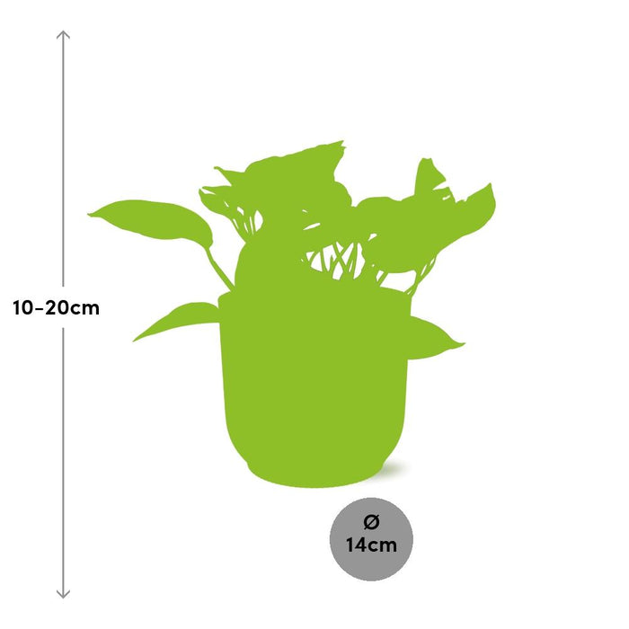 Scindapsus (Epipremnum) Marble Queen in elho Vibes Fold Ø14cm geel