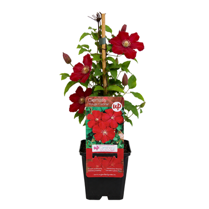 Clematis ‘Rouge Cardinal’ 6x – P9 pot – prachtige rood bloeiende klimplant