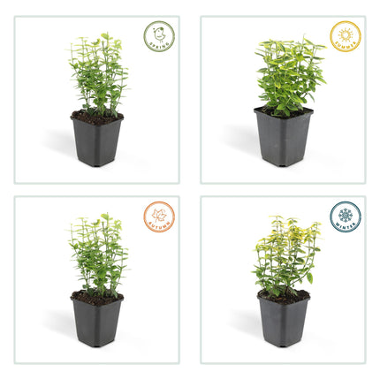 Euonymus fortunei 'Emerald 'n Gold' - Cappello da cardinale - ↕10-25cm - Ø9cm - 24x