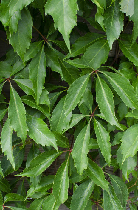 Parthenocissus Quinquefolia 'Engelmannii' - Wilde Wingerd - ↕65cm - Ø15cm - 4x