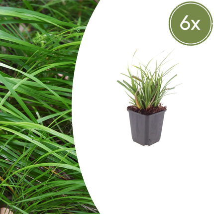 Carex morrowii - Zegge - ↕10-25cm - Ø9cm - 6x