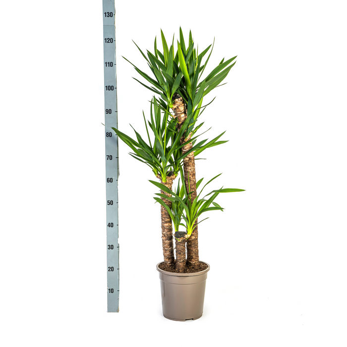 Yucca Elephantipes met mand ↕120-140cm - Ø24cm