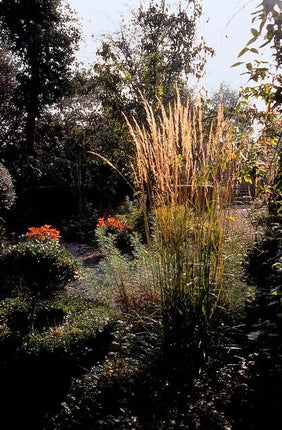Calamagrostis Acutiflora 'Karl Foerster' - Struisriet - ↕10-25cm - Ø9cm - 48x