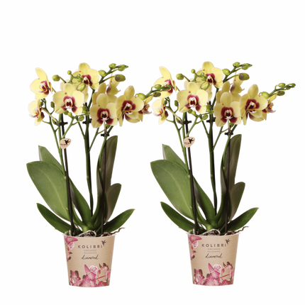 Kolibri Orchids | Combi Deal - 2 Geel-Rode Phalaenopsis Orchideeën Diamond Uruguay - Ø9 cm