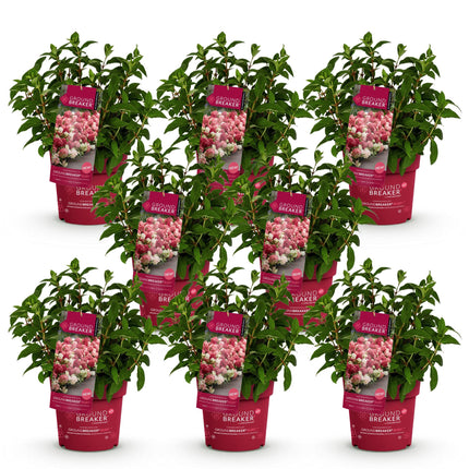 Hydrangea panniculata Groundbreaker Ruby - Plume Hydrangea - Red - ↕20-25cm - Ø14cm - 8x