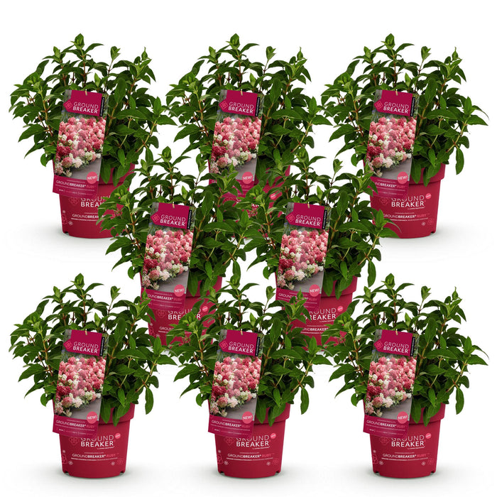 Hydrangea panniculata Groundbreaker Ruby - Pluimhortensia - Rood - ↕20-25cm - Ø14cm - 8x