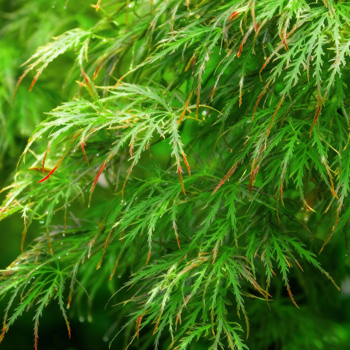 Japansk Ahorn - Acer Palmatum Emerald Lace - Grøn - ↕35cm - Ø12cm - 3x