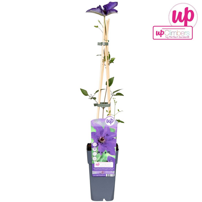 Clematis The President - Clematis Paars - ↕65cm - Ø15cm