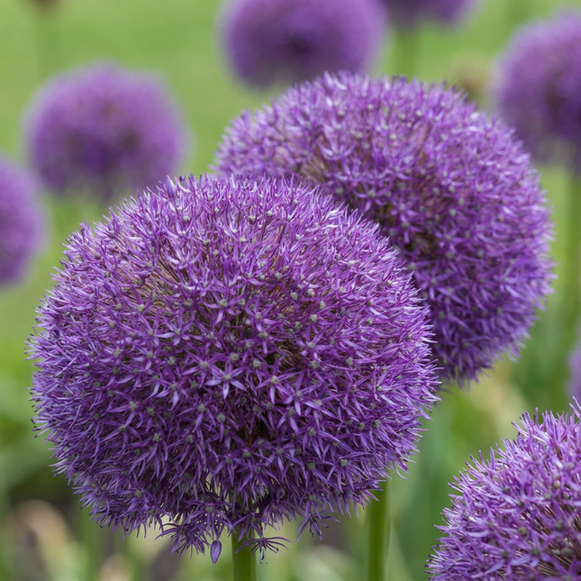 4x Allium Pinball Wizard - Cebule kwiatowe - Cebula ozdobna Wizard's Ball - Fioletowa - Kwitnąca latem - Rozmiar cebuli 18/20