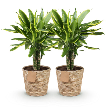 Dracaena fragrans Golden Coast – Drachenbaum – mit Korb – ↕50–55 cm – Ø17 cm – 2 Stück