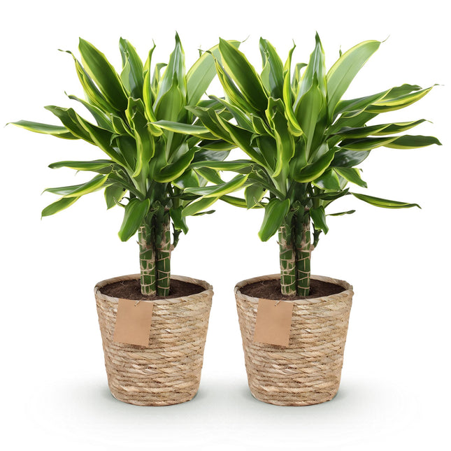 Dracaena fragrans Golden Coast – Drachenbaum – mit Korb – ↕50–55 cm – Ø17 cm – 2 Stück