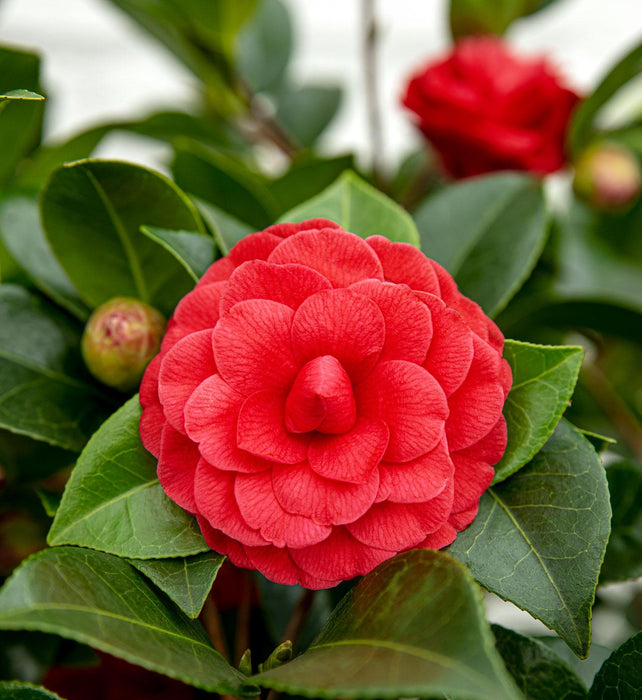 Camellia Japonica 'Black Lace' - ↕65cm - Ø19cm