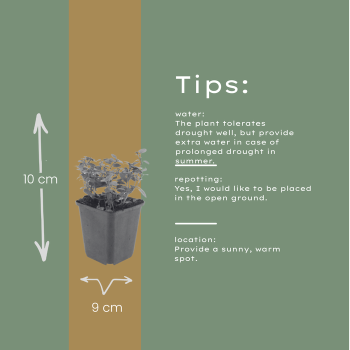 12x Origanum laevigatum 'Herrenhausen' - ↕10-25cm - Ø9cm