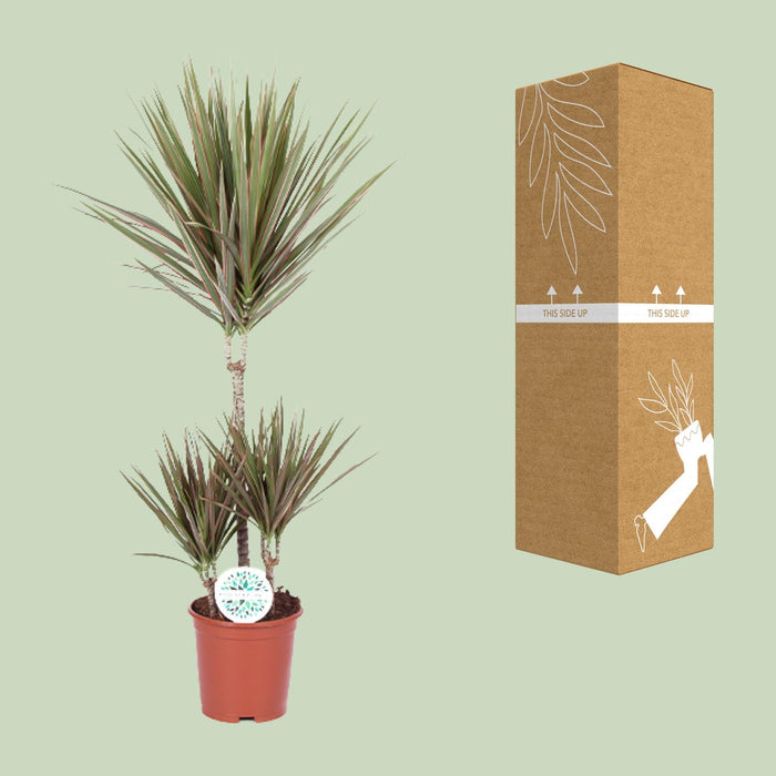 Dracaena Bicolor - Drakenplant - ↕95cm - Ø21cm
