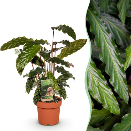 Calathea Rufibarba - Planta pavo real - ↕55-60 cm - Ø17 cm