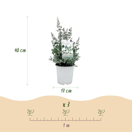 Eucalyptus gunni - Gris - 6x - ↕40cm - Ø17cm