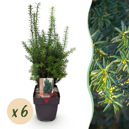 Hedge plants - Taxus media Hilii - green foliage - 6 plants - 1 linear meter - evergreen - 17cm pot height 60cm