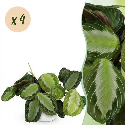 Maranta Fascinator Silverband - Bønneplante - med hvid urtepotte - ↕25cm - Ø12cm - 4x
