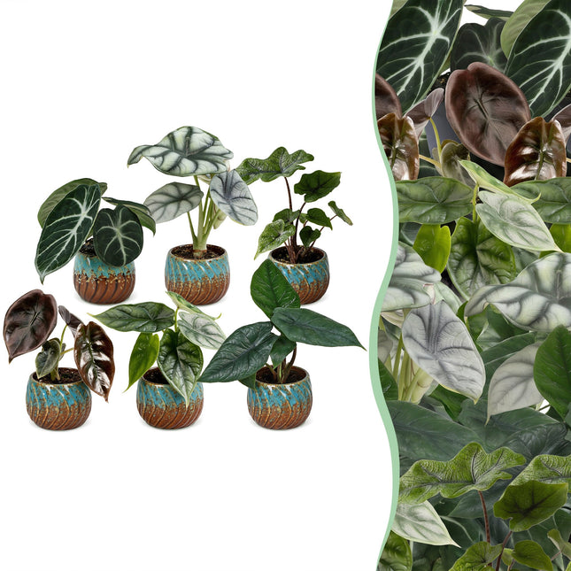 Baby Alocasia Familie 6x - Rood - Groen - Zwart - Zilver - Grijs - Tropisch - incl. Copper Reef - Ø6cm - ↕12cm