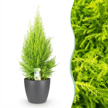 Cupressus Gold Crest Wilma - Nåletræ indenfor - med grå urtepotte - ↕85-95cm - Ø21cm