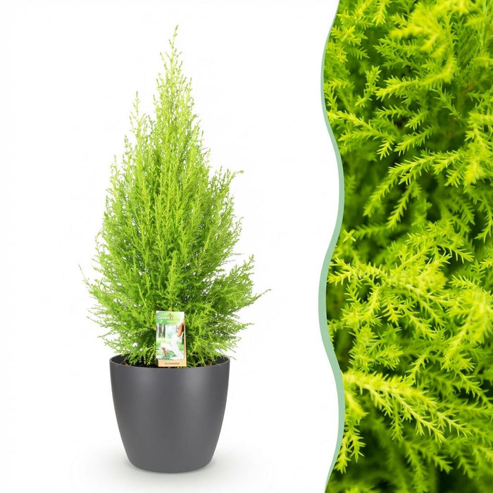 Cupressus Gold Crest Wilma - Kamer conifeer - met grijze plantenpot - ↕85-95cm - Ø21cm