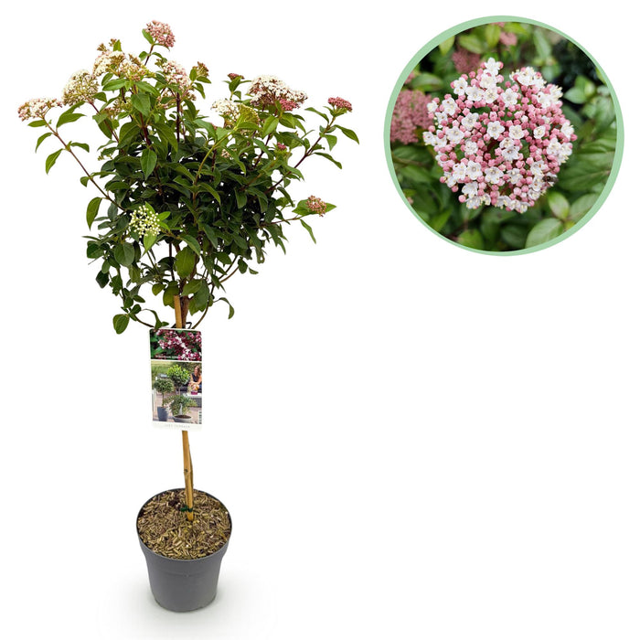 Tuinplant - Viburnum tinus Eve Price - Plant op stam - Terras Plant - Bladhoudend - Weinig Onderhoud - Pot 19cm Hoogte 90cm