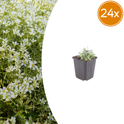 Cerastium tomentosum - Filtet hornblomst - ↕10-25cm - Ø9cm - 24x