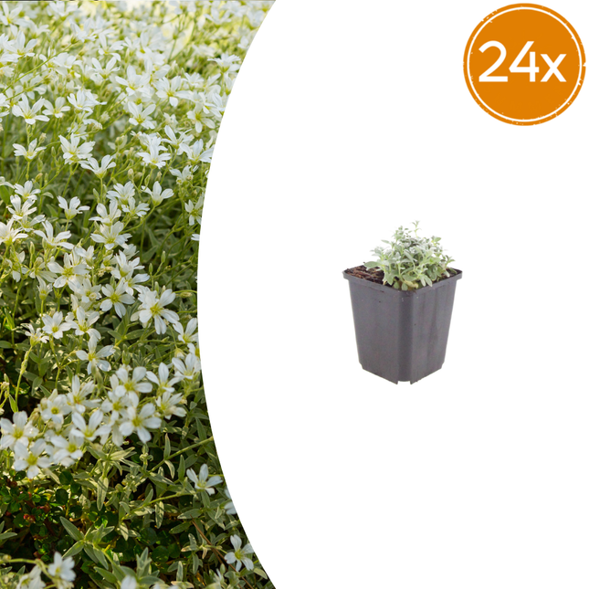 Cerastium tomentosum - Viltige hoornbloem - ↕10-25cm - Ø9cm - 24x