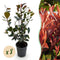 Glansmispel (Photinia Fraseri)