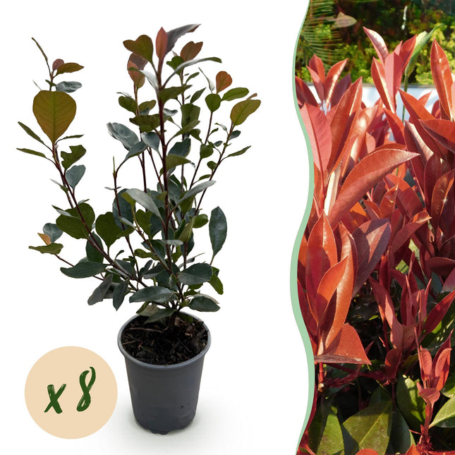 Photinia Little Red Robin - 1 Linear Meter - ↕30-35cm - Ø9cm - 8x