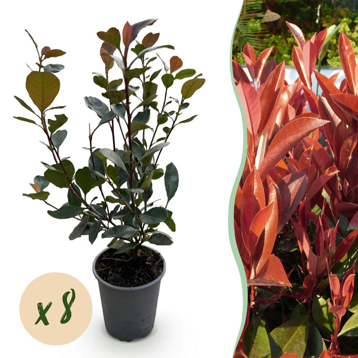 Photinia Lille Rødhals - 1 Løbemeter - ↕30-35cm - Ø9cm - 8x