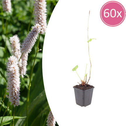Persicaria bistorta 'Superba' - Raíz de serpiente - ↕10-25cm - Ø9cm - 60x