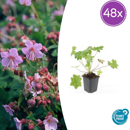 Geranium macrorrhizum 'Ingwersen's Variety' - ↕10-25cm - Ø9cm - 48x