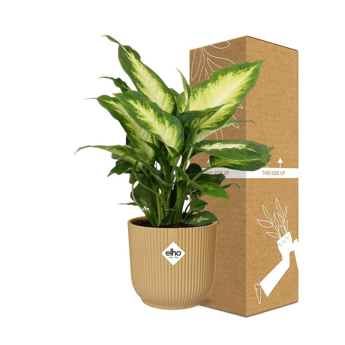 Dieffenbachia ‘Camilla’ in elho Vibes Fold Ø14cm geel