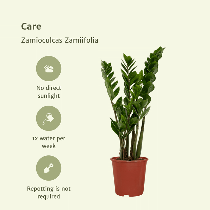 Zamioculcas Zamiifolia - ZZ Plant - ↕50cm - Ø14cm - 2x