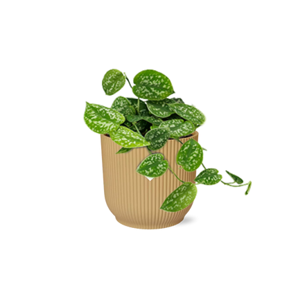 Scindapsus Pictus ‘Argyraeus’ in elho Vibes Fold Ø14cm geel