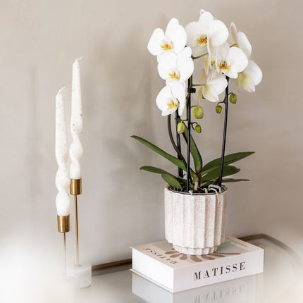 Kolibri Orchids | Combi Deal - 4 Witte Phalaenopsis Orchideeën Niagara Fall White - Ø12 cm
