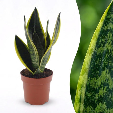 Sansevieria Future Superb - Vrouwentong - Pot 12cm - Hoogte - 35cm