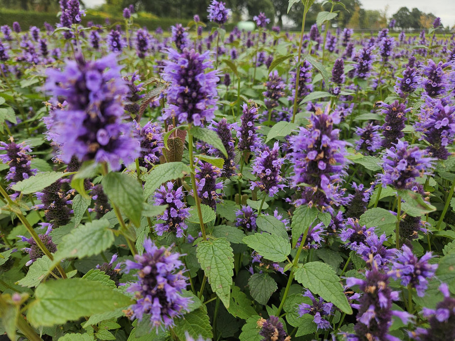 Agastache 'Black Adder' - Dropplant - ↕10-25cm - Ø9cm - 6x
