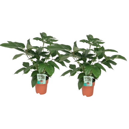 Schefflera Actinophylla - ↕75cm - Ø19cm - 2x