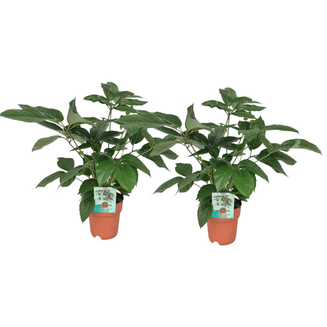Schefflera Actinophylla - ↕75cm - Ø19cm - 2x