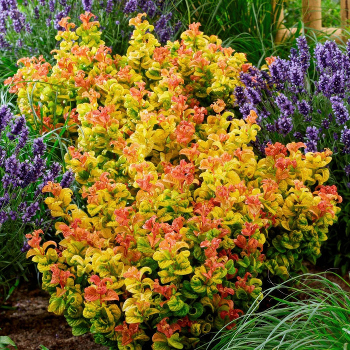 Leucothoe Curly Gold - Geel - 1 Plant - Groenblijvend - Weinig Onderhoud - Pot 17cm Hoogte 40cm