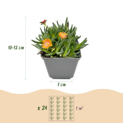 Delosperma mix - Ø7cm - ↕10-12cm - 6x