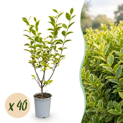 Ligustrum ovalifolium Aureum - Bontbladige Liguster - 40x Haagplanten - Groenblijvend - Bont - Pot 9cm - Hoogte 35-45cm