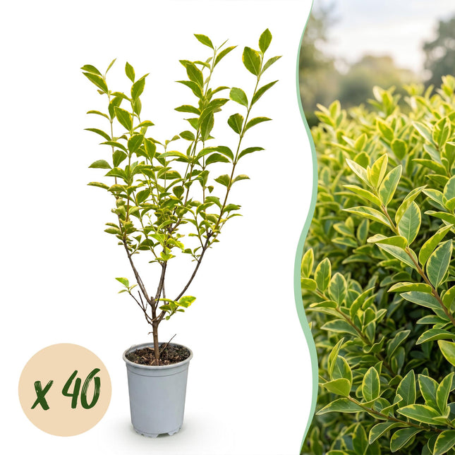 Ligustrum ovalifolium Aureum - Bontbladige Liguster - 40x Haagplanten - Groenblijvend - Bont - Pot 9cm - Hoogte 35-45cm