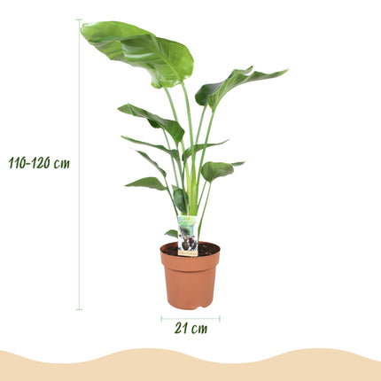 Strelitzia Nicolai - Bird of Paradise flower - ↕110-120cm - Ø21cm